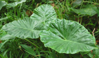 Unusual indoor plant - Elephants Ears